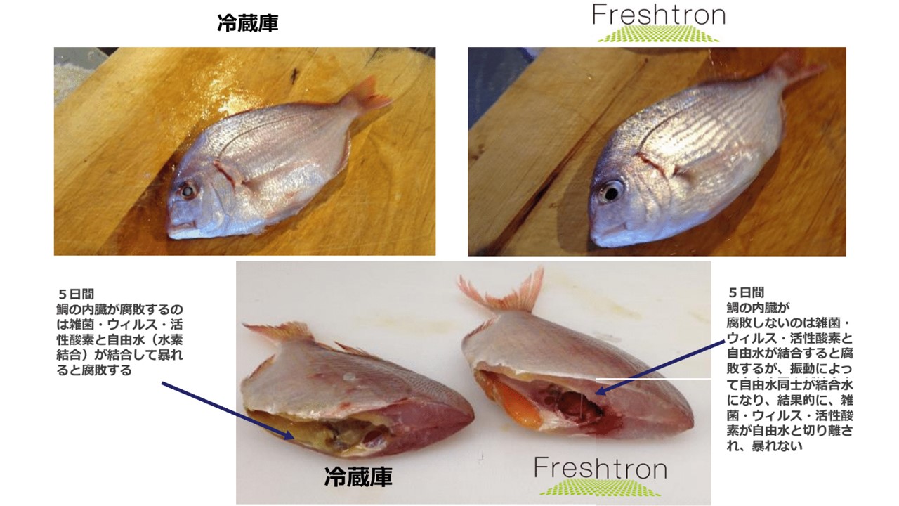 Freshtron鯛の鮮度比較写真